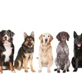 Siedem różnych ras psów: australijski owczarek, bernardyn, owczarek niemiecki, golden retriever, pointer, czarny pies i dalmatyńczyk.