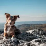 Pies z niebieskimi oczami odpoczywa na skale w Pienińskim Parku Narodowym, podziwiając jesienne krajobrazy.