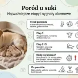 Labradorka z szczeniętami. Informacje o porodzie u suki, w tym ile trwa ciąża u psa i sygnały alarmowe.