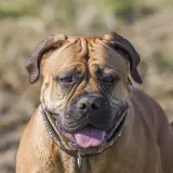Uspokojony bullmastiff z językiem na wierzchu. Czy bullmastiff jest agresywny? Ten pies wygląda na przyjaznego.