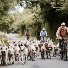 Stado psów myśliwskich biegnie drogą, a za nimi jadą na rowerach mężczyźni w tradycyjnych strojach.
