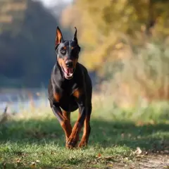 Czarny doberman biegnie przez trawiasty teren. Jego waga jest idealnie proporcjonalna do sylwetki, co widać po jego dynamicznym ruchu.