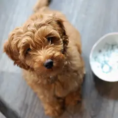 Urocza mieszanka pudla z labradorem, z puszystą, rudą sierścią, siedzi obok różowej zabawki i miseczki.