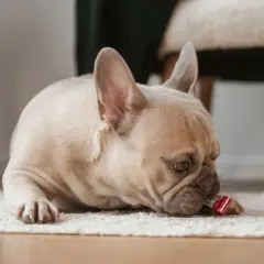 Francuski buldog z zespołem pica gryzie czerwoną trąbkę imprezową na dywanie.