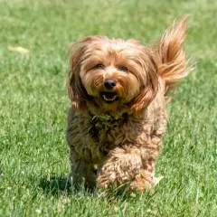 Radosny, dorosły cavapoo biegnie przez zieloną trawę, z wiatrem we włosach i merdającym ogonem.