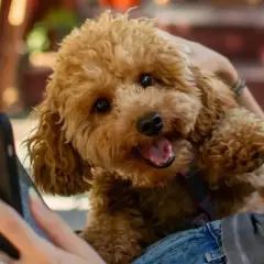 Słodki maltipoo z kręconymi, brązowymi włosami patrzy na telefon.