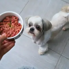 Mały piesek Shih Tzu z zaciekawieniem patrzy na miseczkę z surowym mięsem. To pyszny indyk dla psa, który czeka na swojego pupila.