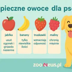 Czy pies może jeść brzoskwinie bez pestek? Grafika pokazuje bezpieczne owoce dla psów: brzoskwinie, jabłka, banany, truskawki i maliny.