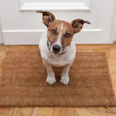 Jack Russell na wycieraczce, spokojny piesek, który przechodzi odwrażliwianie psa na dźwięki.