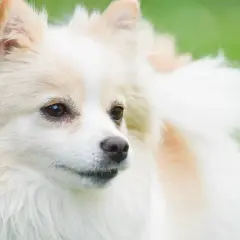 Uroczy szpic niemiecki o kremowym futrze, z uwagą obserwuje otoczenie na tle zieleni.