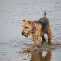 Radosny airedale terrier brodzi w wodzie, rozpryskując błoto.