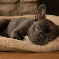 Śpiący buldog francuski zakrywa oczy łapami, wtulony w miękkie legowisko.