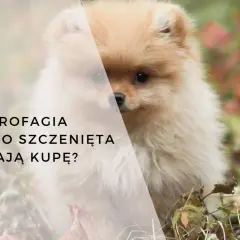 Uroczy szczeniak, który zjada swoje odchody, budzi pytania o koprofagię u młodych psów.