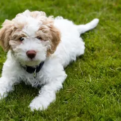 Uroczy szczeniak rasy lagotto romagnolo leży na zielonej trawie, z zaciekawieniem patrząc w obiektyw.