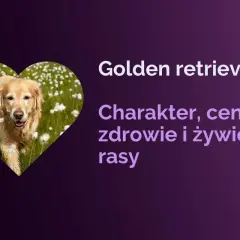 Golden retriever w sercu pola kwiatów. Dowiedz się, jaka karma dla goldena jest najlepsza, poznaj jego charakter, zdrowie i cenę.