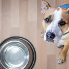 Pies patrzy na pustą miskę, zastanawiając się, czy pies może jeść jajko.