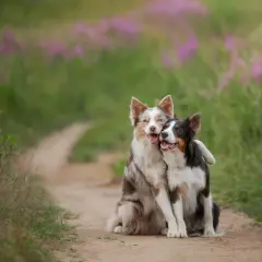 Dwa border collie przytulają się na ścieżce. Ile żyje border collie? Średnio 10-17 lat, ale te psy wyglądają na szczęśliwe i zdrowe!