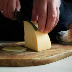 Pies z nadzieją patrzy, czy pies może jeść żółty ser. Ktoś kroi ser na desce.