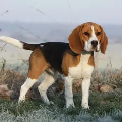 Dorosły beagle, wesoły piesek o trójkolorowym umaszczeniu, stoi na mroźnej trawie.