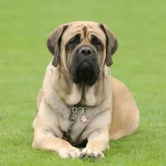 Potężny english mastiff leży na trawie, z charakterystyczną, łagodną miną.