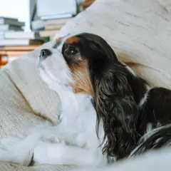 Cavalier King Charles Spaniel, jeden z tych psów które nie szczekają, leży na kanapie, wpatrzony w dal.