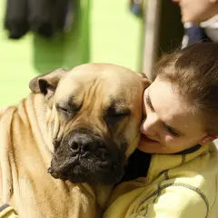 Dziewczyna tuli swojego wielkiego, brązowego molosa. Ich więź jest widoczna w tym czułym uścisku.