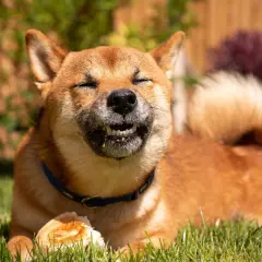 Shiba Inu z zamkniętymi oczami gryzie kawałek chleba, jakby odpowiadając na pytanie, czy psy mogą jeść chleb.
