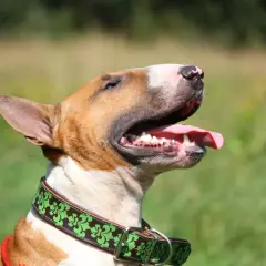 Bull terrier, jedna z groźnych ras psów, z językiem na wierzchu, w zielonej obroży z ozdobnym wzorem.