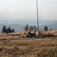 Dwa psy w trawie na tle łagodnych pasm gór świętokrzyskich.