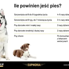 Ile razy dziennie karmić psa? Tabela podpowiada: szczenięta 4-5 razy, dorosłe psy 2-3 razy, chore po konsultacji z weterynarzem.