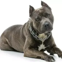 Potężny amstaff w metalowym łańcuchu, jego waga robi wrażenie. Pies leży na białym tle, prezentując swoją muskularną sylwetkę.