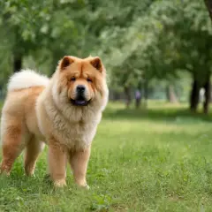 Puszysty chow chow z dumą pozuje na tle zielonego parku.
