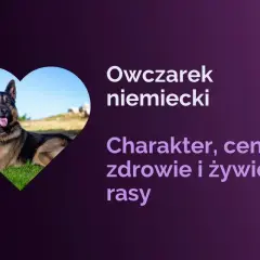 Owczarek niemiecki w sercu. Dowiedz się, jaka karma dla owczarka niemieckiego jest najlepsza, poznaj jego charakter, zdrowie i cenę.