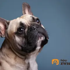 Uroczy buldog francuski z zaciekawieniem spogląda w górę. Jego waga jest idealna, by być pieszczochem.