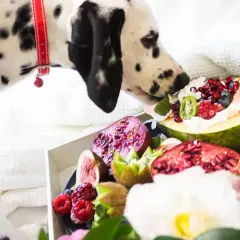 Dalmatyńczyk wącha owocową ucztę. Czy pies może jeść jeżyny? Na talerzu są maliny, borówki, figi, kiwi, granaty i papaja.