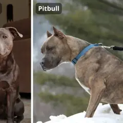 Dwa psy, Amstaff i Pitbull, prezentują różne rasy pitbulli. Jeden siedzi w domu, drugi stoi na śniegu.