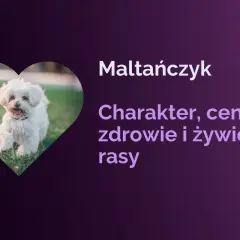 Uroczy piesek rasy maltańczyk biegnie po trawie. Tekst informuje o charakterze, cenie, zdrowiu i żywieniu tej rasy.