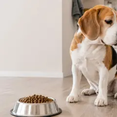 Smutny beagle siedzi obok miski z karmą, wyraźnie widać, że pies nie chce jeść suchej karmy.