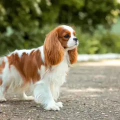 Uroczy cavalier king charles spaniel o rudych łatach na białym futrze, spacerujący po kamienistej ścieżce wśród zieleni.