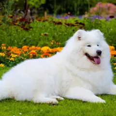 Biały samoyed czarny, leżący na trawie wśród kwitnących kwiatów, wygląda jak śnieżna chmurka.