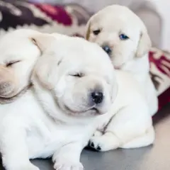 Trzy śpiące szczenięta labradora wtulone w siebie. Widać ich przyrost wagi, są okrągłe i słodkie.