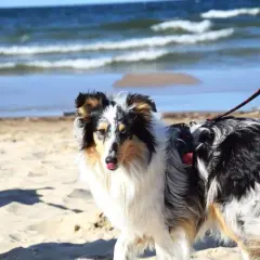 Piękny owczarek szetlandzki, zwany też szkockim, z tęczowymi oczami na plaży.
