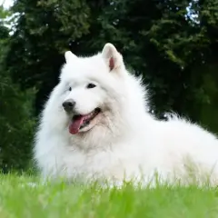 Uśmiechnięty samojed, którego charakter to radość i przyjazność, leży na zielonej trawie.