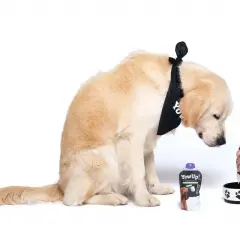 Złoty retriever w bandanie zastanawia się, czy pies może jeść jogurt naturalny. Obok stoi opakowanie jogurtu i miska.