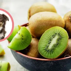 Uśmiechnięty piesek zastanawia się, czy pies może jeść kiwi. W misce świeże owoce kiwi, niektóre pokrojone.