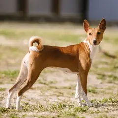 Basenji o ciekawskim usposobieniu, z charakterystycznym zakręconym ogonem, stoi na trawiastym podwórku.