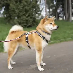 Uroczy shiba inu w szelkach i na smyczy spaceruje po parku.