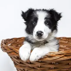 Uroczy szczeniak rasy border collie w koszyku. Idealny przykład pięknych psów z hodowli.