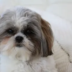 Uroczy shih tzu z puszystą sierścią, idealna waga dla tej rasy.