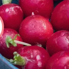 Czy pies może jeść rzodkiewkę? Na zdjęciu pies obok świeżych, czerwonych rzodkiewek.